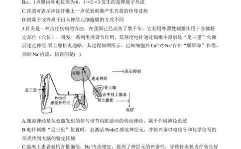 专题十二人类高等动物的神经调节、体液调节和免疫调节&mdash;&mdash;高考生物学考点剖析精创专题卷（含解析）_2025年新高考资料_一轮复习_2025届高考生物一轮复习考点剖析练习（有解析）