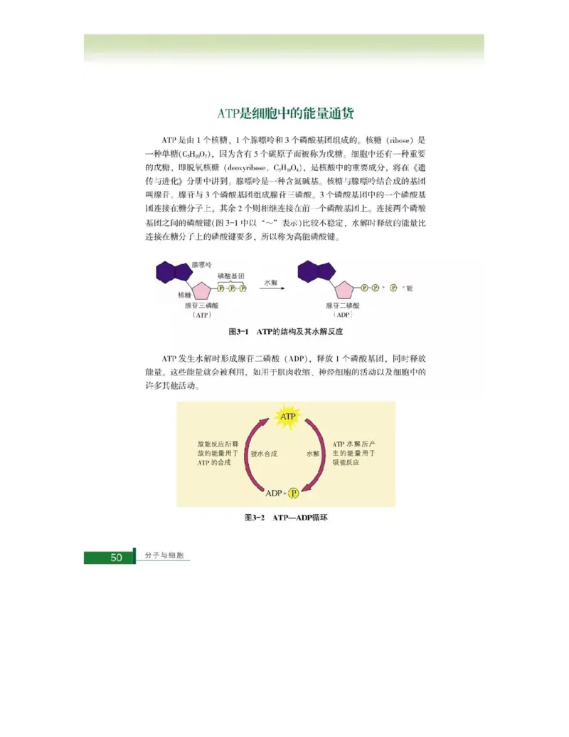 浙科版高中生物必修1《分子与细胞》电子课本_高中电子课本_最新版高中全科高清电子课本_6高中生物课本_浙科版高中生物