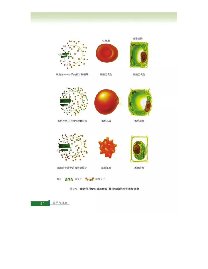 浙科版高中生物必修1《分子与细胞》电子课本_高中电子课本_最新版高中全科高清电子课本_6高中生物课本_浙科版高中生物