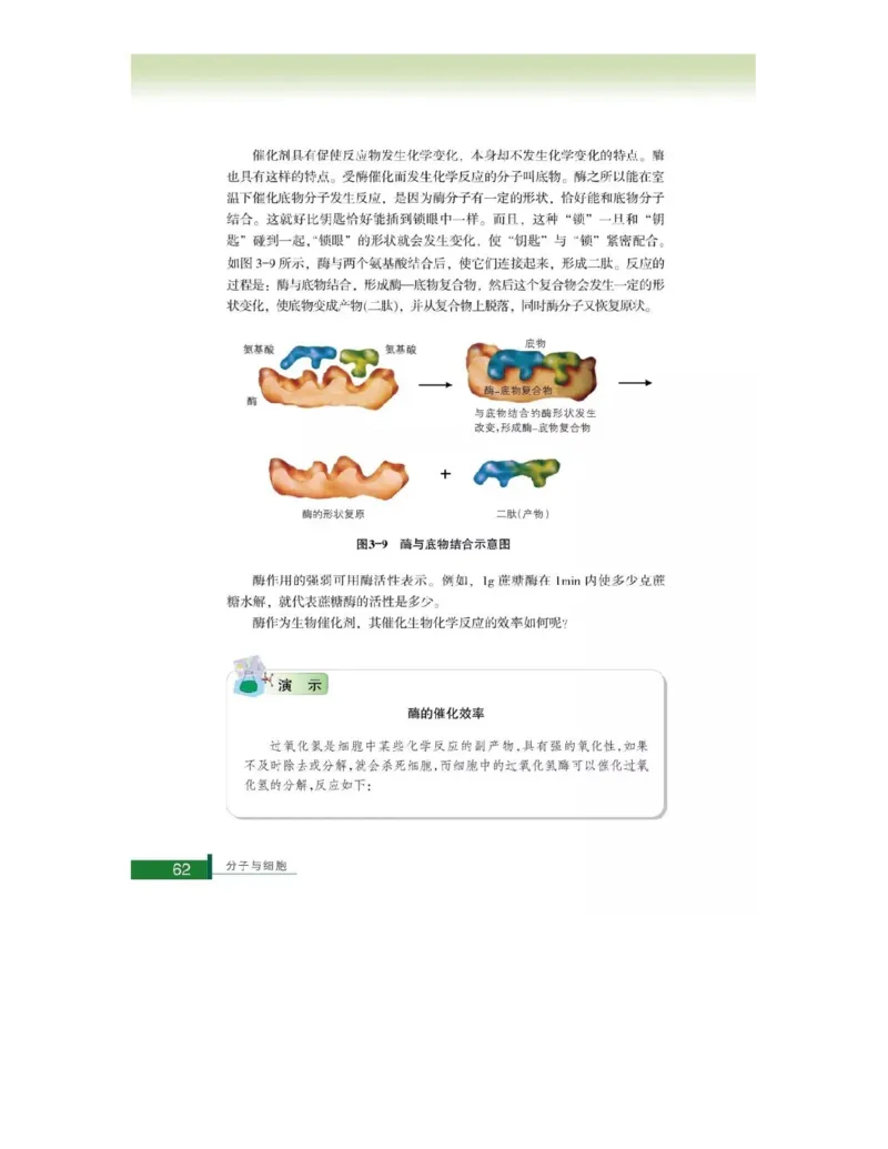 浙科版高中生物必修1《分子与细胞》电子课本_高中电子课本_最新版高中全科高清电子课本_6高中生物课本_浙科版高中生物