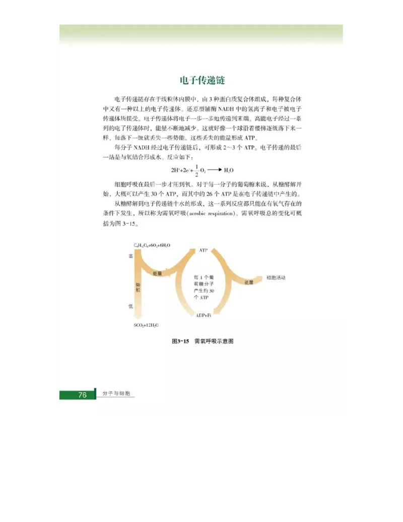 浙科版高中生物必修1《分子与细胞》电子课本_高中电子课本_最新版高中全科高清电子课本_6高中生物课本_浙科版高中生物