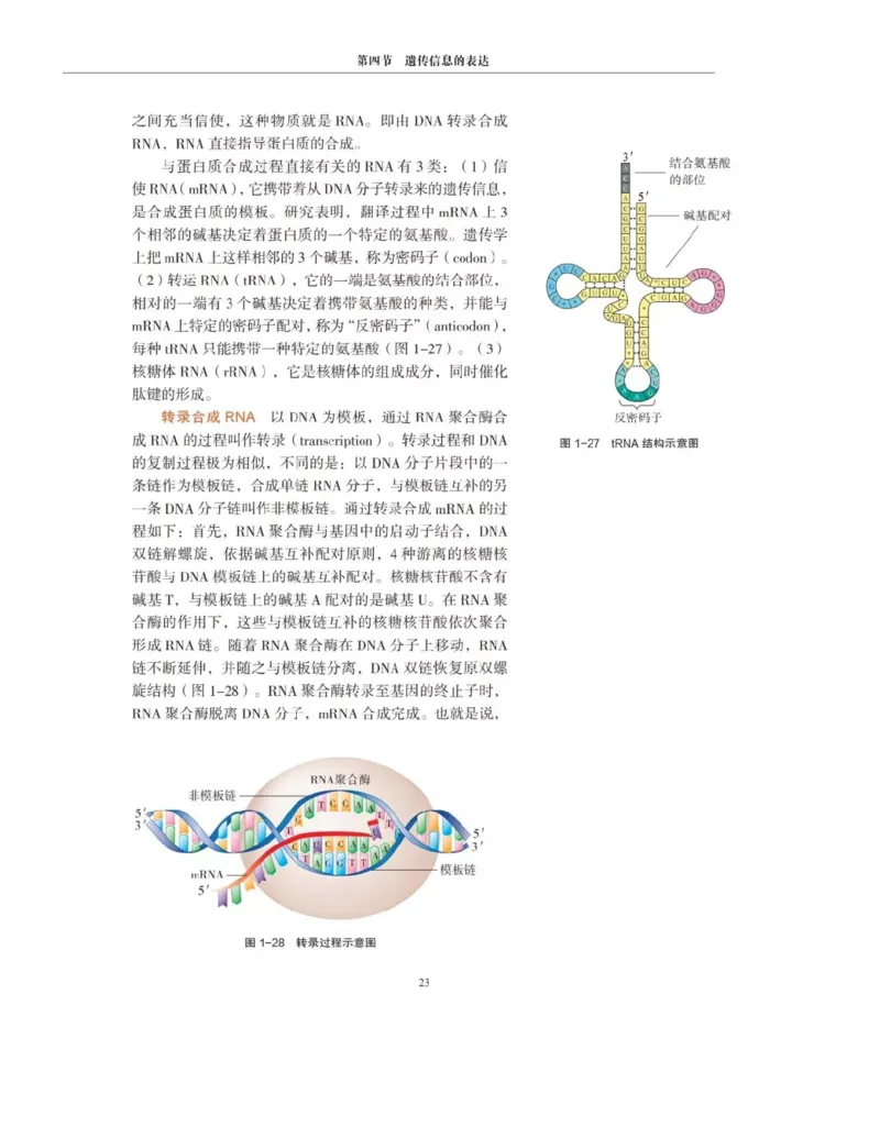 新沪科版高中生物必修2《遗传与进化》_高中电子课本_最新版高中全科高清电子课本_6高中生物课本_2019新人教版