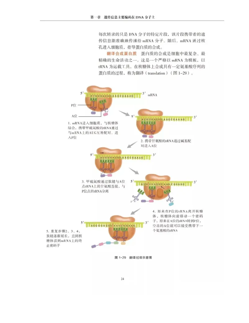 新沪科版高中生物必修2《遗传与进化》_高中电子课本_最新版高中全科高清电子课本_6高中生物课本_2019新人教版