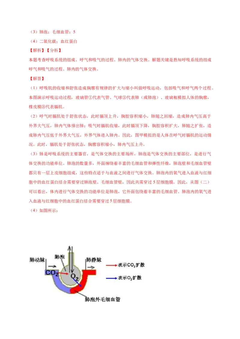 特训07图像分析题（20题）-（尖子生专用）（解析版）_初中全科电子版试卷练习试题_生物_生物人教版7下练习_人教生物7年级下专项练习16份