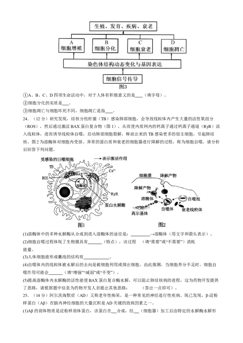 专题三细胞的生命历程（原卷版）_2025年新高考资料_二轮复习_上好课2025年高考生物二轮复习讲练测（新高考通用）3380526