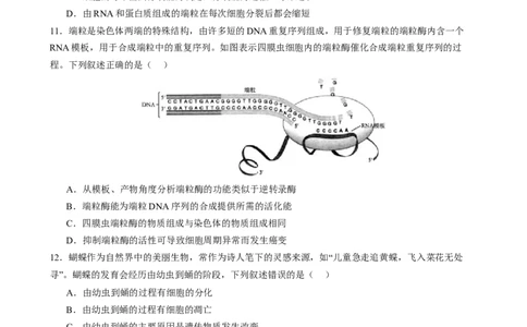 专题三细胞的生命历程（原卷版）_2025年新高考资料_二轮复习_上好课2025年高考生物二轮复习讲练测（新高考通用）3380526