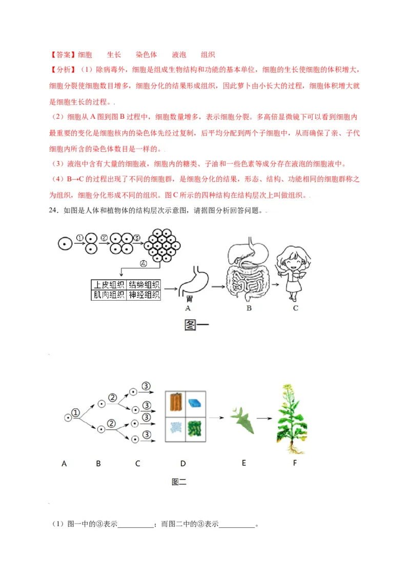 第2单元（第2章）细胞怎样构成生物体（选拔卷）（人教版）（解析版）_初中全科电子版试卷练习试题_生物_生物人教版7上练习&mdash;24新版已更新_人教生物7年级上单元试卷36份