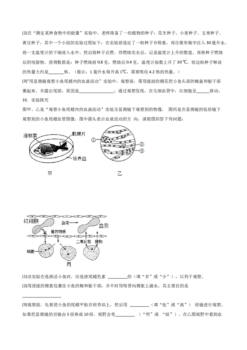 探究题05观察小鱼尾鳍内血液的流动-七年级生物下册教材实验探究必刷题（人教版）（原卷版）_初中全科电子版试卷练习试题_生物_生物人教版7下练习