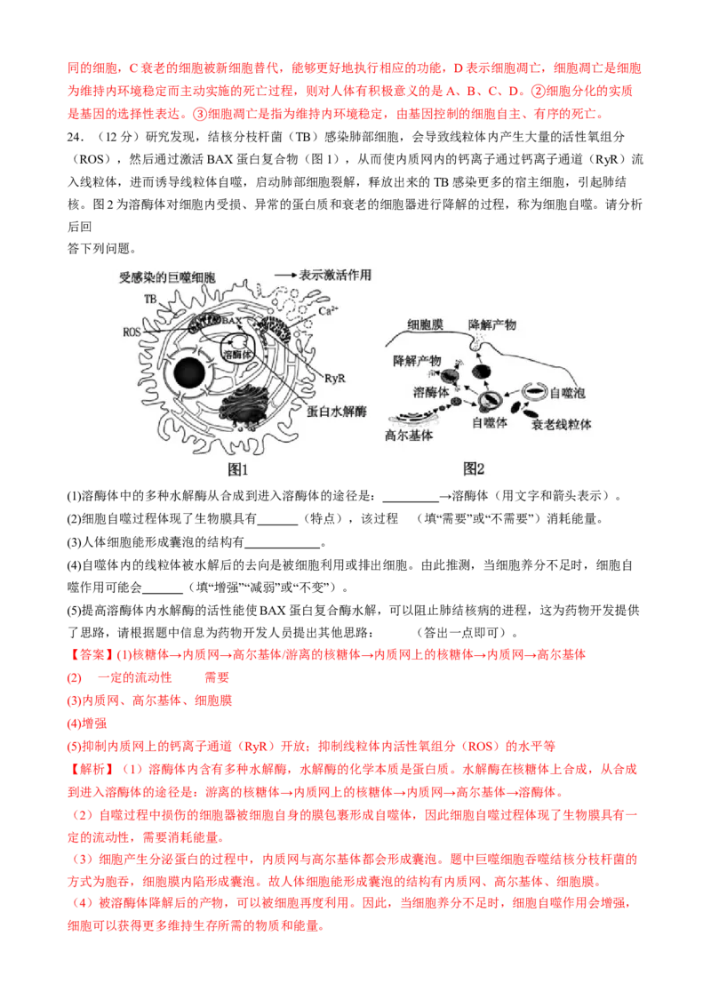 专题三细胞的生命历程（解析版）_2025年新高考资料_二轮复习_上好课2025年高考生物二轮复习讲练测（新高考通用）3380526
