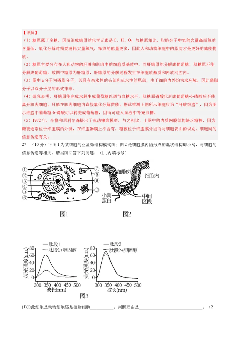 单元检测卷02细胞的结构、功能和物质运输（解析版）_新高考复习资料_2025年新高考资料_2025年高考生物一轮复习考点通关卷（新高考通用）