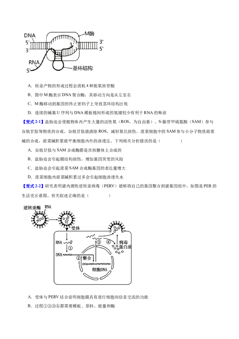 专题五基因的本质与表达（原卷版）_2025年新高考资料_二轮复习_01高考语文等多个文件_举一反三2025年高考生物二轮重点专题讲义（新高考通用）