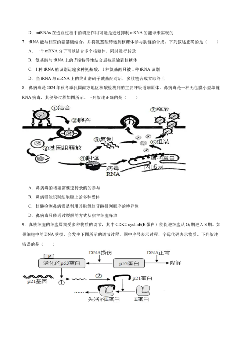 专题五基因的本质与表达（原卷版）_2025年新高考资料_二轮复习_01高考语文等多个文件_举一反三2025年高考生物二轮重点专题讲义（新高考通用）