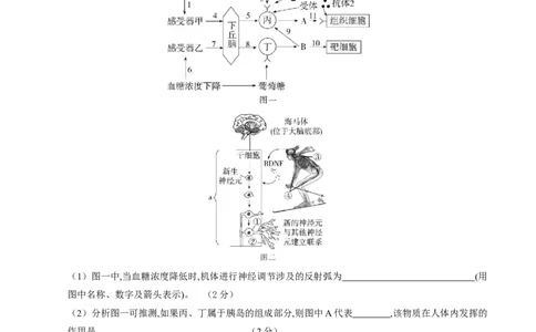 生物（包头卷）（考试版A4）_初中全科电子版试卷练习试题_生物_2024中考模拟题生物(1)_一模_生物（包头卷）-2024年中考第一次模拟考试