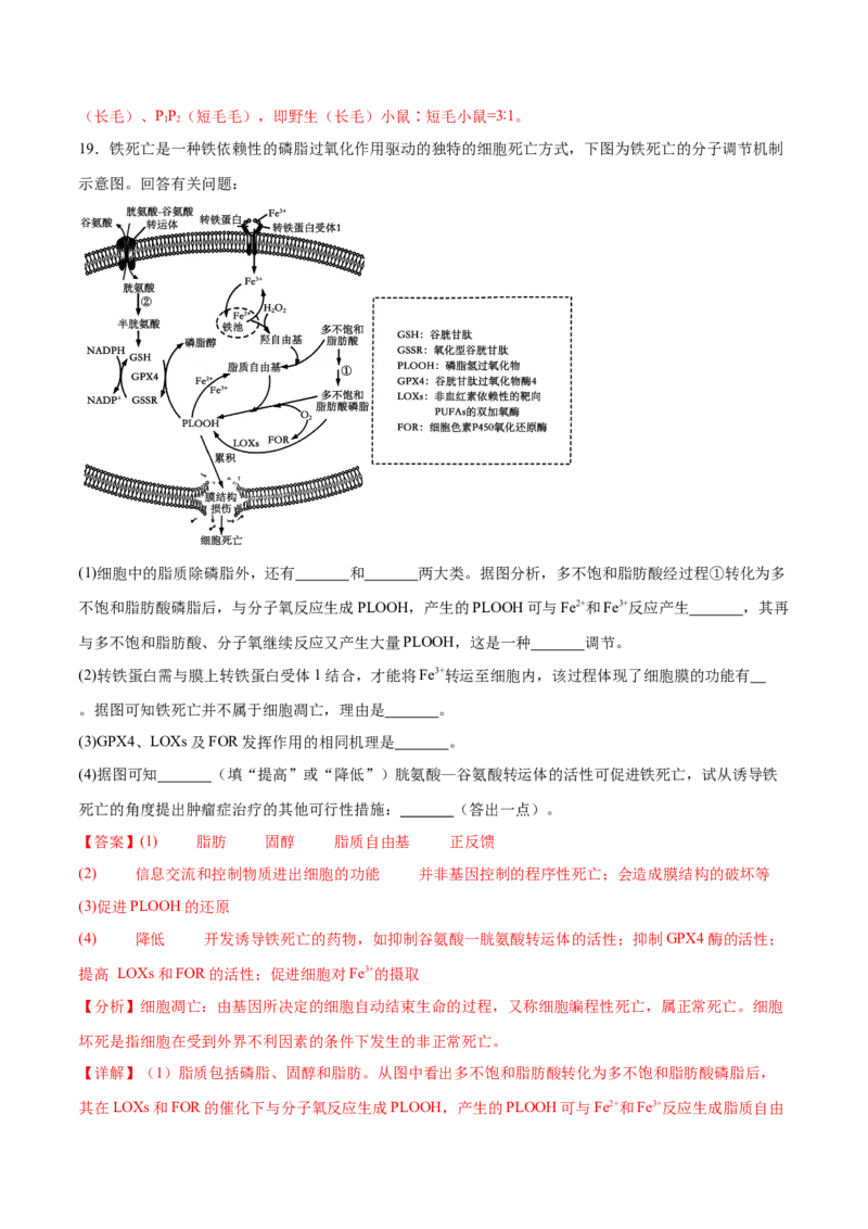 专题三细胞的生命历程（解析版）_2025年新高考资料_二轮复习_01高考语文等多个文件_举一反三2025年高考生物二轮重点专题讲义（新高考通用）