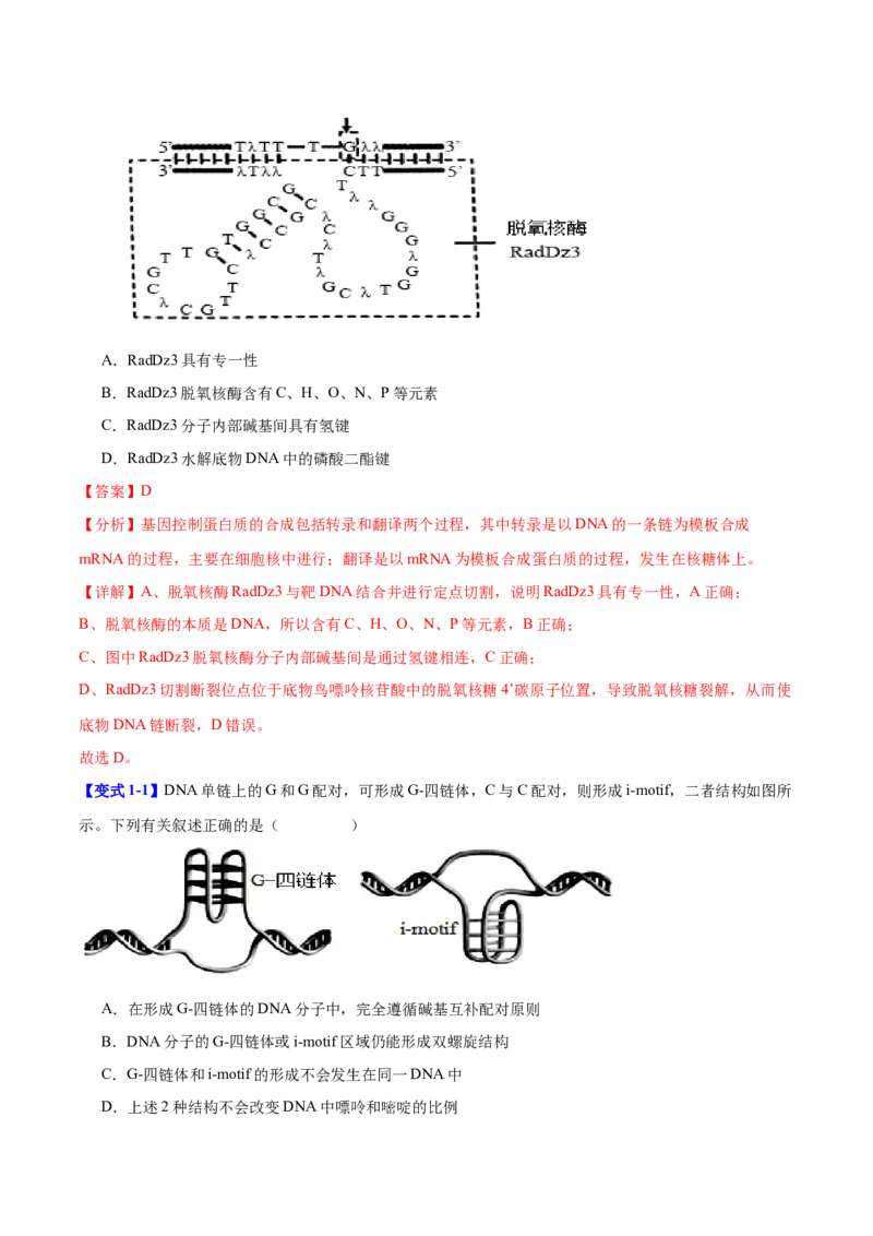 专题五基因的本质与表达（解析版）_2025年新高考资料_二轮复习_01高考语文等多个文件_举一反三2025年高考生物二轮重点专题讲义（新高考通用）