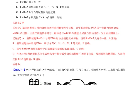 专题五基因的本质与表达（解析版）_2025年新高考资料_二轮复习_01高考语文等多个文件_举一反三2025年高考生物二轮重点专题讲义（新高考通用）