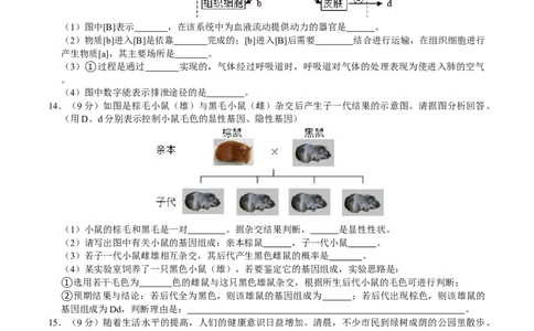 生物（贵阳卷）（考试版A4）_初中全科电子版试卷练习试题_生物_2024中考模拟题生物(1)_三模（37套）_生物（贵州贵阳卷）