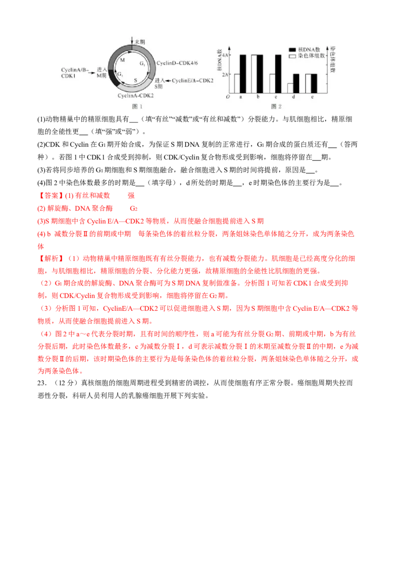 专题三细胞的生命历程（解析版）_2025年新高考资料_二轮复习_01高考语文等多个文件_上好课2025年高考生物二轮复习讲练测（新高考通用）