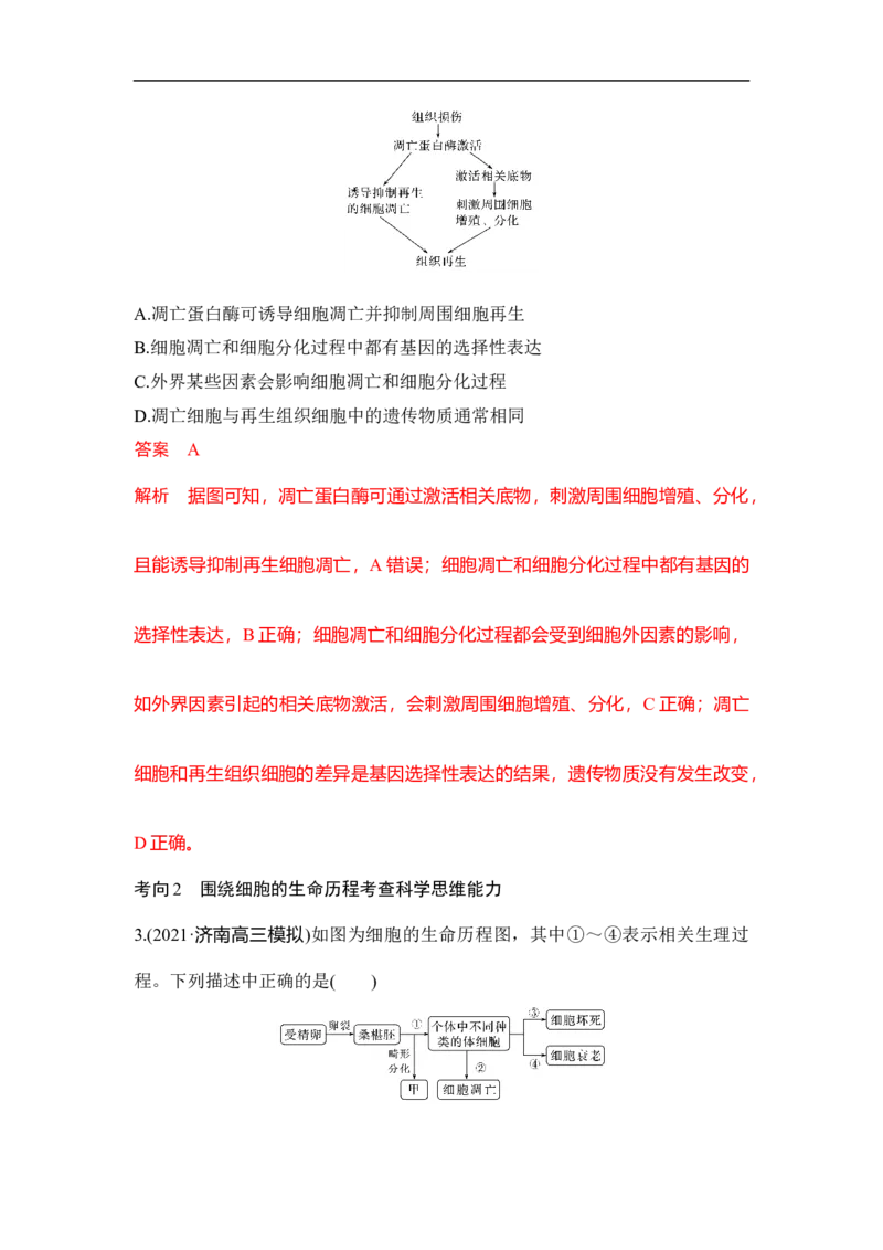 专题三细胞的生命历程（解析版）_新高考复习资料_2023年新高考复习资料_二轮复习_过二轮备战2023年高考生物二轮专题剖析与综合训练（新教材）