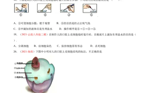 第02单元第01章细胞是生命活动的基本单位单元测试（B卷&middot;提升能力）（原卷版）_初中全科电子版试卷练习试题_生物_生物人教版7上练习&mdash;24新版已更新