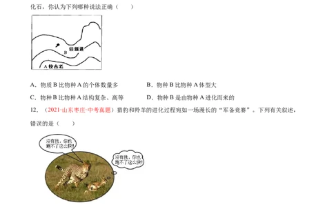 第07单元第03章生命起源和生物进化单元测试（B卷&middot;提升能力）（原卷版）_初中全科电子版试卷练习试题_生物_生物8下练习_人教生物8年级下单元试卷38份