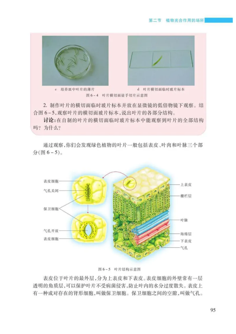 苏教版生物七年级上册_初中电子课本_9.生物_苏教版