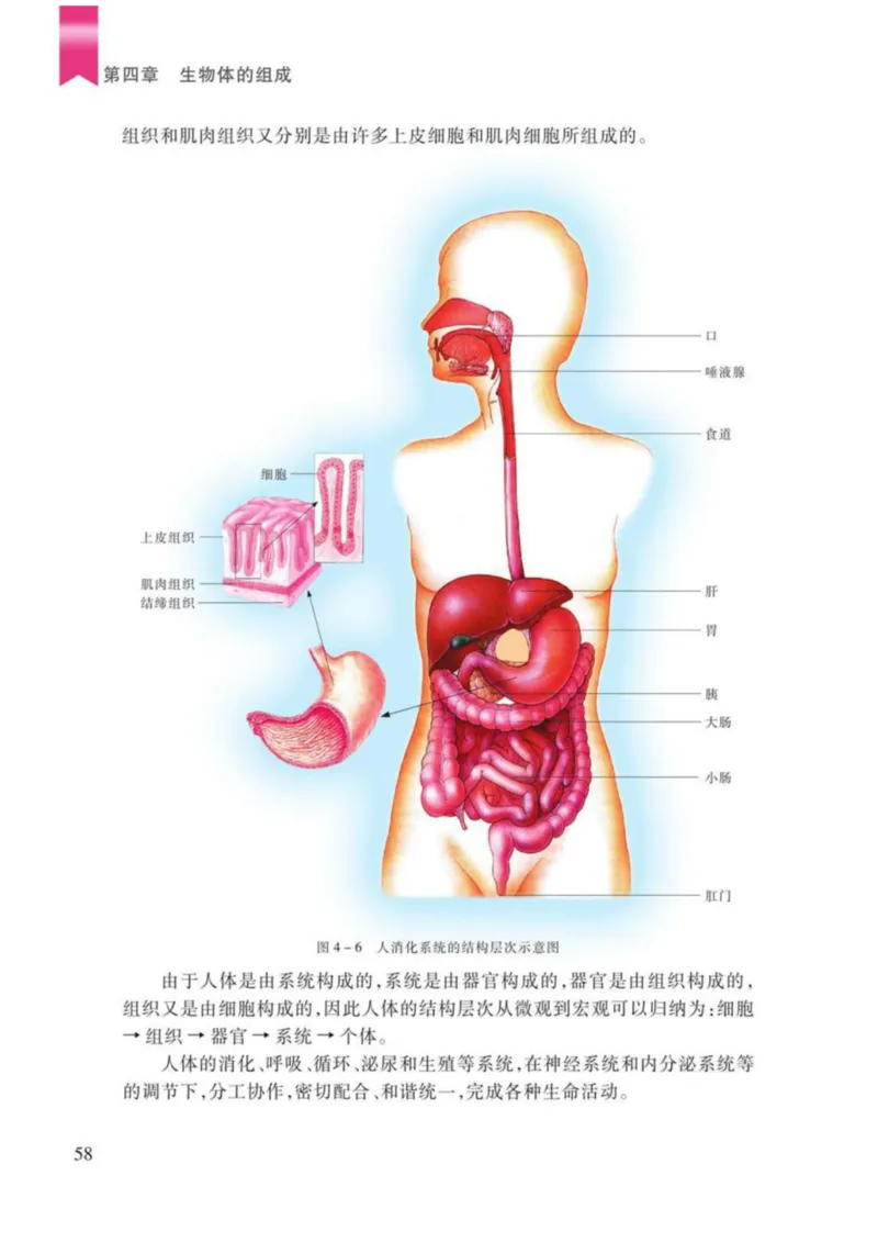 苏教版生物七年级上册_初中电子课本_9.生物_苏教版