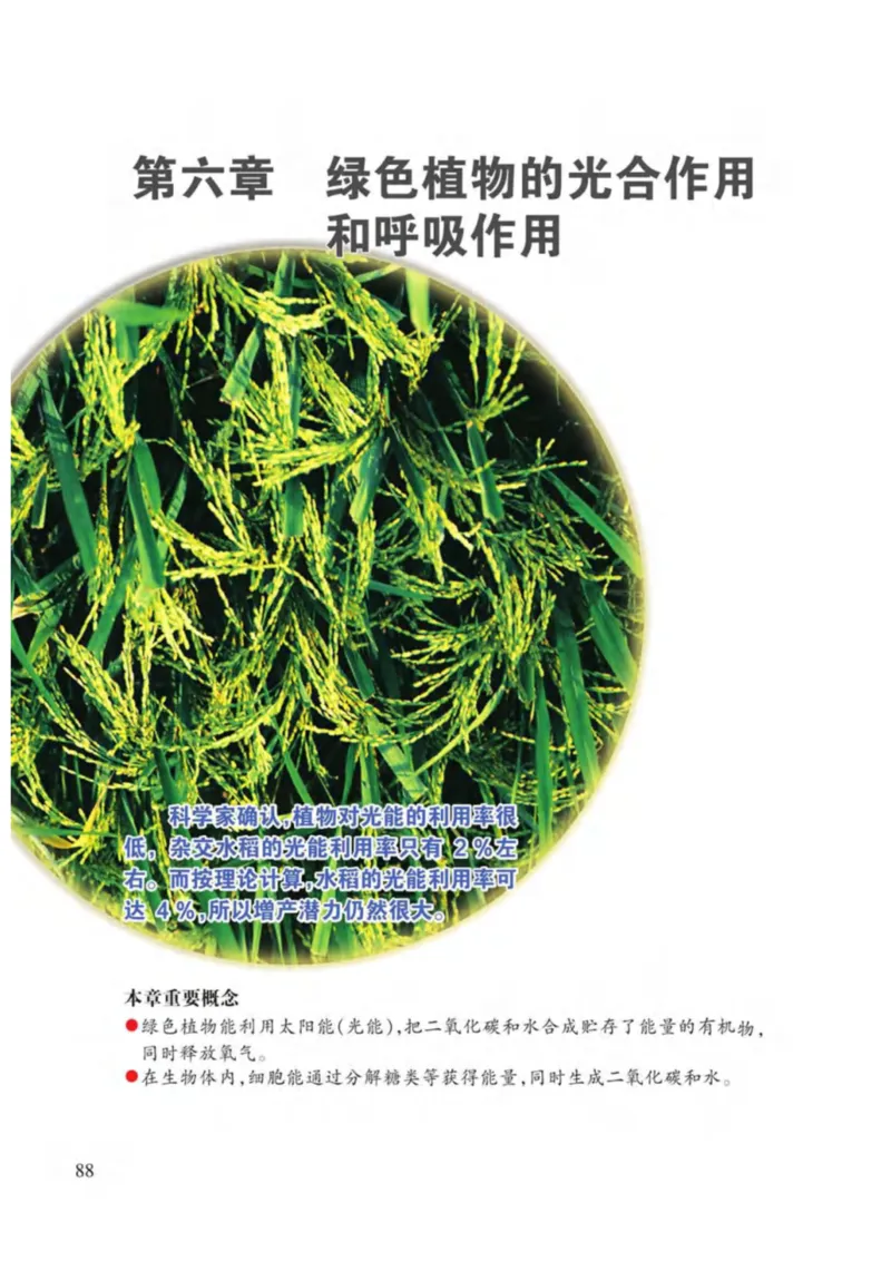 苏教版生物七年级上册_初中电子课本_9.生物_苏教版