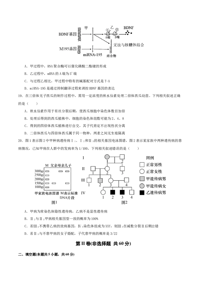 专题五遗传的分子基础、变异和进化（原卷版）_2025年新高考资料_二轮复习_上好课2025年高考生物二轮复习讲练测（新高考通用）3380526