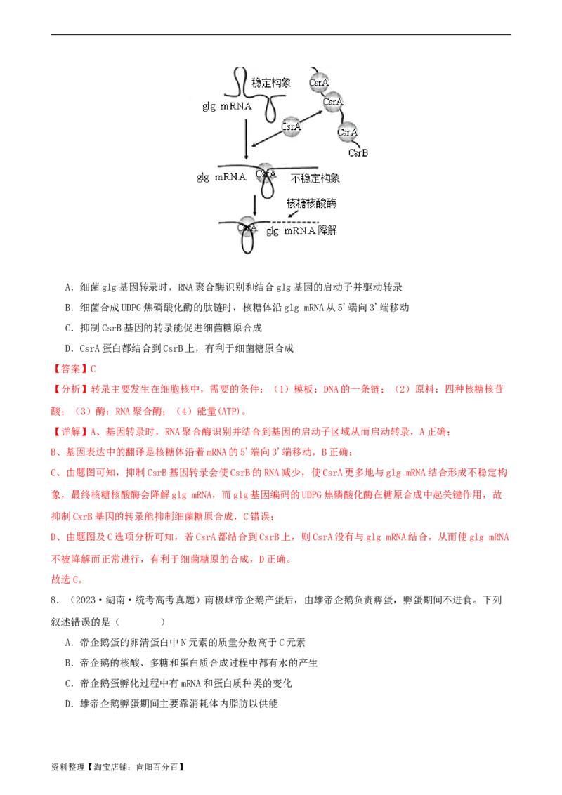 专题综合练06基因的表达(解析版)_新高考复习资料_2024年新高考复习资料_一轮复习资料_完备战2024年高考生物一轮复习考点帮（新高考）_必修2