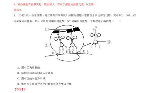 专题综合练06基因的表达(解析版)_新高考复习资料_2024年新高考复习资料_一轮复习资料_完备战2024年高考生物一轮复习考点帮（新高考）_必修2