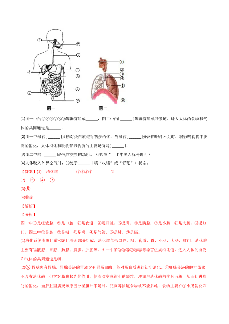 第一次月考（B卷&middot;提升能力）（解析版）_初中全科电子版试卷练习试题_生物_生物人教版7下练习_人教生物7年级下月考试卷04份