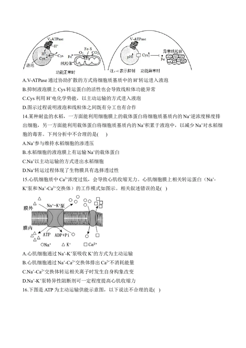 专题三物质出入细胞的方式&mdash;&mdash;2025届高考生物考点剖析（含解析）_2025年新高考资料_一轮复习_2025届高考生物一轮复习考点剖析练习（有解析）