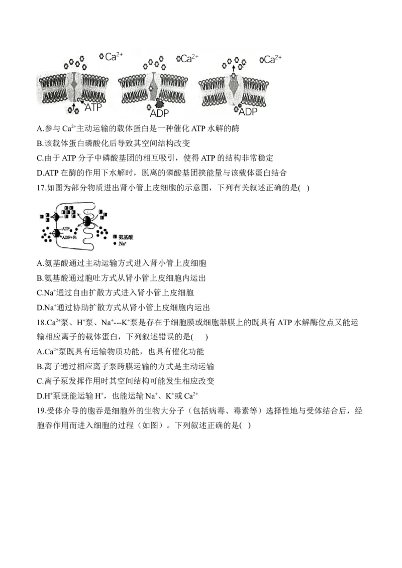 专题三物质出入细胞的方式&mdash;&mdash;2025届高考生物考点剖析（含解析）_2025年新高考资料_一轮复习_2025届高考生物一轮复习考点剖析练习（有解析）