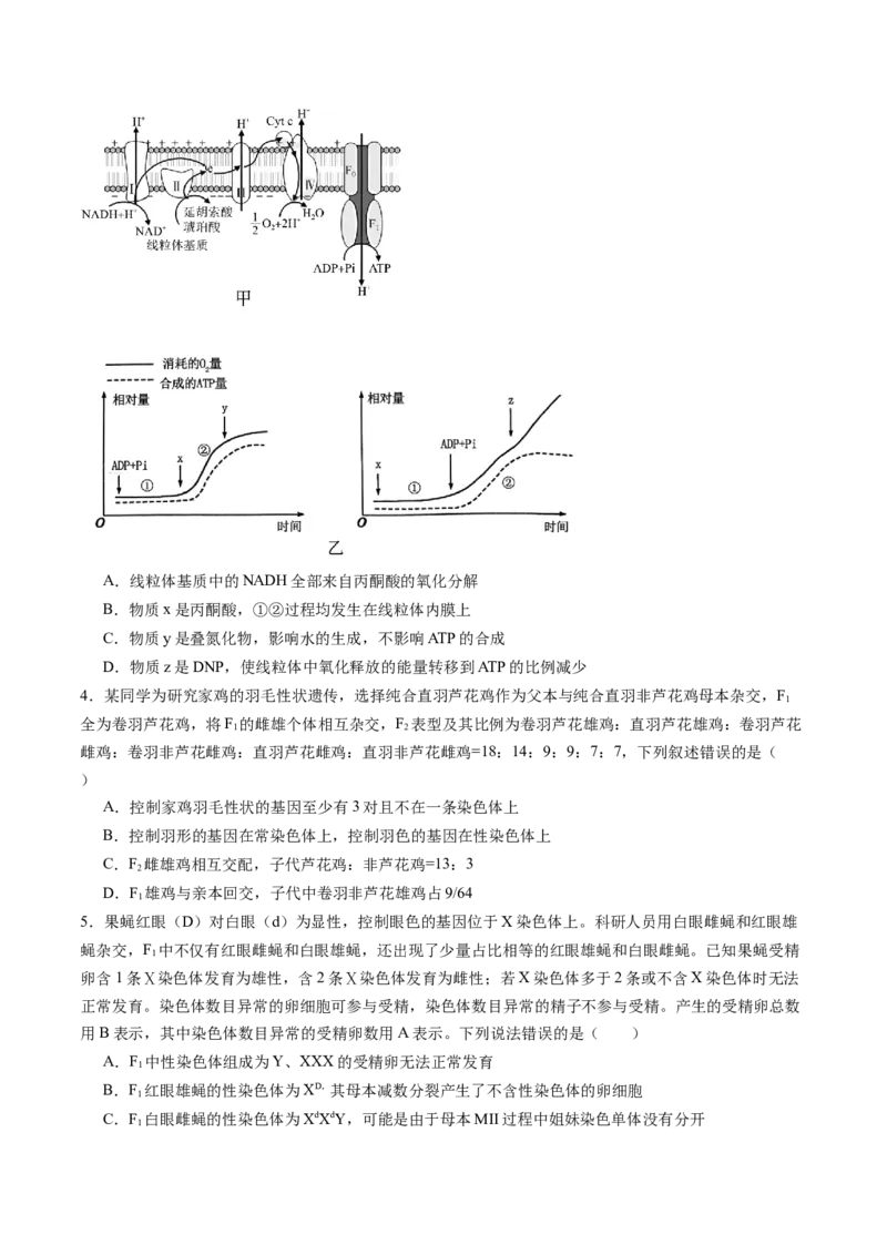 信息必刷卷02（黑吉辽蒙专用）（解析版）_2025年新高考资料_2025考前信息卷_2025年高考生物考前信息必刷卷（黑吉辽蒙专用）34415095