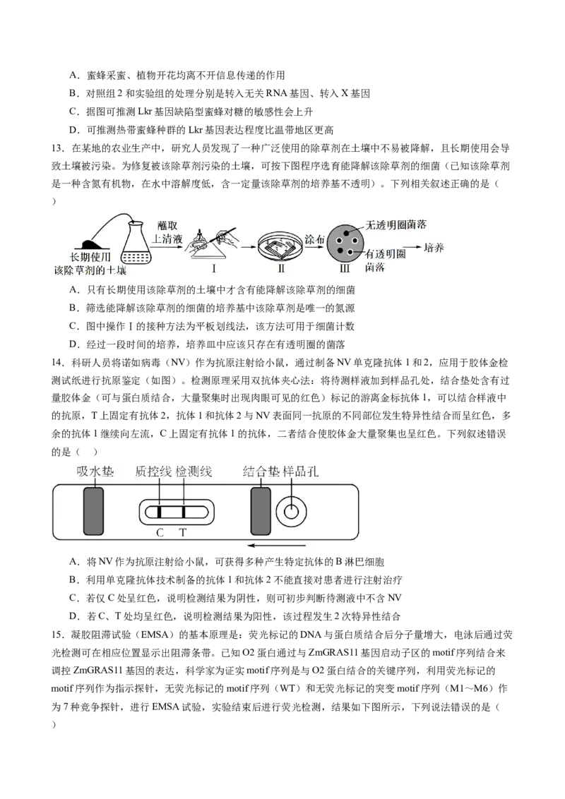 信息必刷卷02（黑吉辽蒙专用）（解析版）_2025年新高考资料_2025考前信息卷_2025年高考生物考前信息必刷卷（黑吉辽蒙专用）34415095
