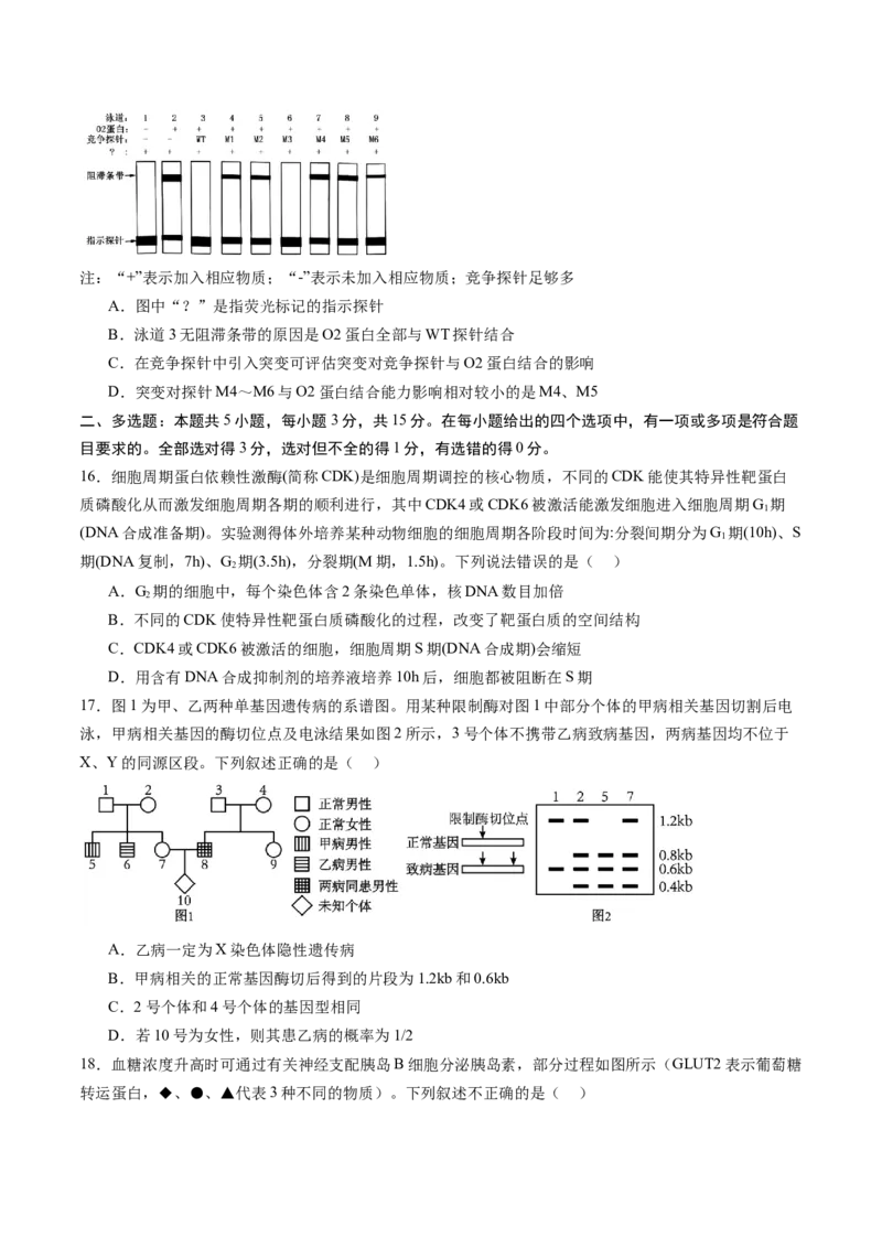 信息必刷卷02（黑吉辽蒙专用）（解析版）_2025年新高考资料_2025考前信息卷_2025年高考生物考前信息必刷卷（黑吉辽蒙专用）34415095