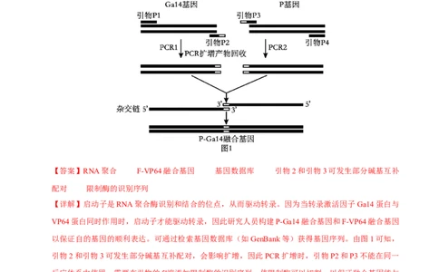 信息必刷卷01（上海专用）解析版_2025年新高考资料_2025考前信息卷_2025年高考生物考前信息必刷卷（上海专用）3443034