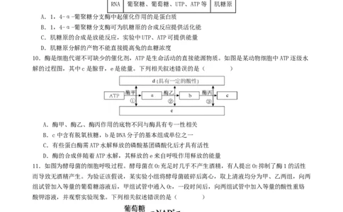 专题二细胞的能量供应和利用（原卷版）_2025年新高考资料_二轮复习_01高考语文等多个文件_上好课2025年高考生物二轮复习讲练测（新高考通用）