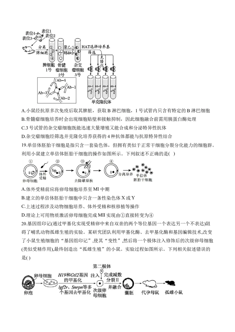 专题十七细胞工程与胚胎工程&mdash;2025届高考生物考点剖析专题卷（含解析）_2025年新高考资料_一轮复习_2025届高考生物一轮复习考点剖析练习（有解析）