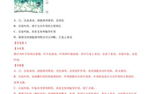 必考点19绿色植物与生物圈的水循环-（人教版）（解析版）_初中全科电子版试卷练习试题_生物_生物人教版7上练习&mdash;24新版已更新_人教生物7年级上专项练习28份