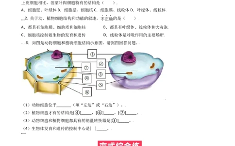 必考点08动物细胞-（人教版）（原卷版）_初中全科电子版试卷练习试题_生物_生物人教版7上练习&mdash;24新版已更新_人教生物7年级上专项练习28份