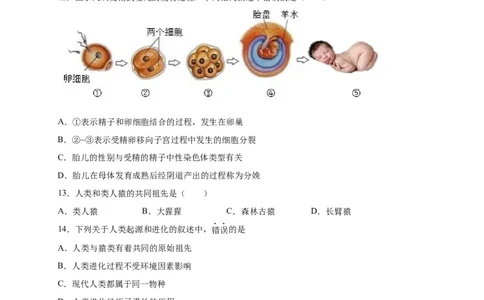 第一单元人的由来（选拔卷）-单元测试（人教版）（原卷版）_初中全科电子版试卷练习试题_生物_生物人教版7下练习_人教生物7年级下单元试卷33份