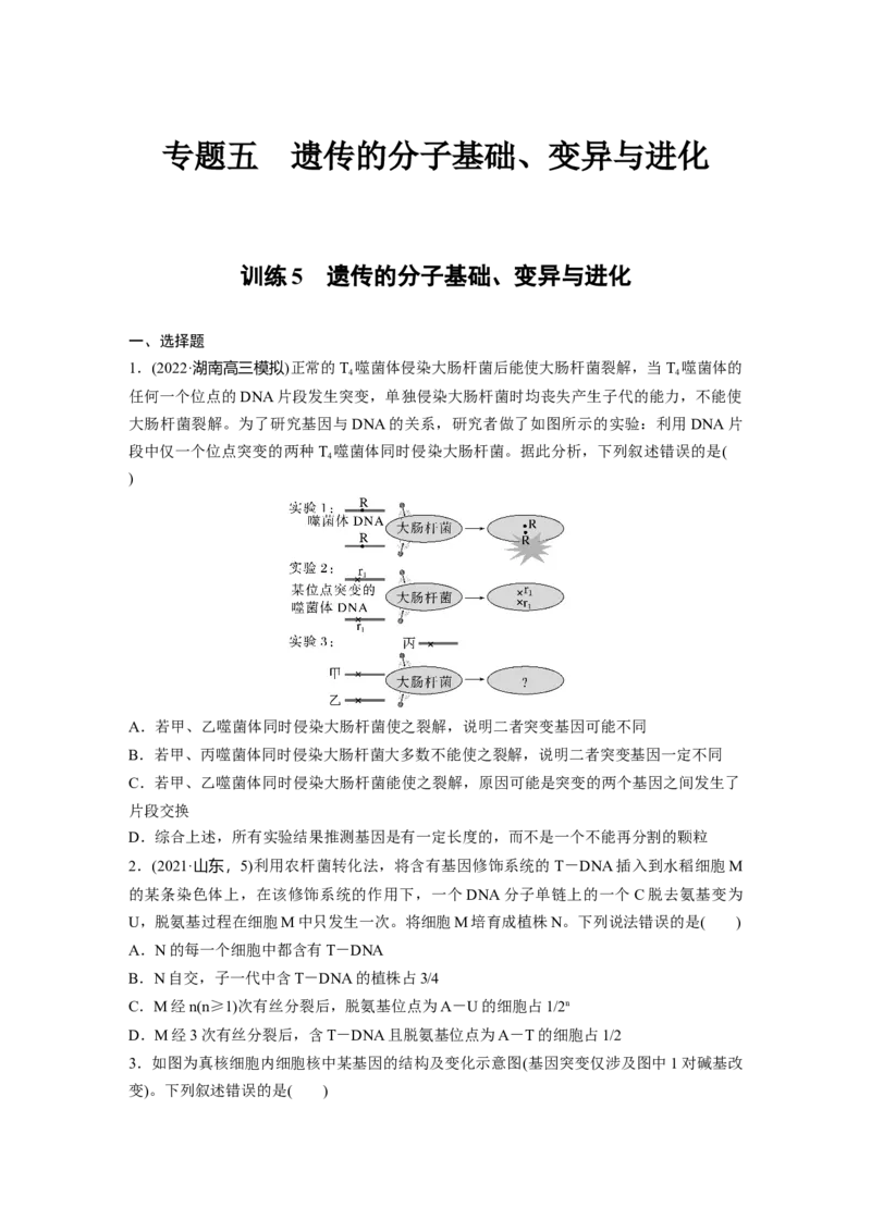 二轮专题强化练　训练5　遗传的分子基础、变异与进化_通用版（老高考）复习资料_2023年复习资料_二轮复习_2023年高考生物二轮复习讲义+课件（全国版）_学生版_二轮专题强化练