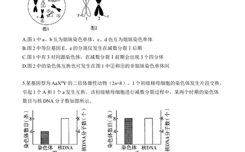 专题5遗传的细胞学基础（选择题）&mdash;&mdash;2025届高考生物学模块分练新高考版（含解析）_2025年新高考资料_二轮复习_新高考版2025届高考生物学模块分练选择题与非选择题（含解析）