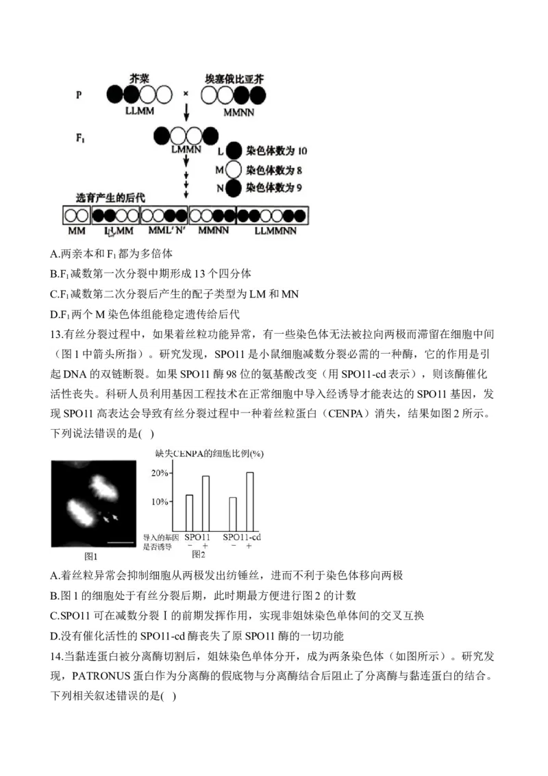 专题5遗传的细胞学基础（选择题）&mdash;&mdash;2025届高考生物学模块分练新高考版（含解析）_2025年新高考资料_二轮复习_新高考版2025届高考生物学模块分练选择题与非选择题（含解析）