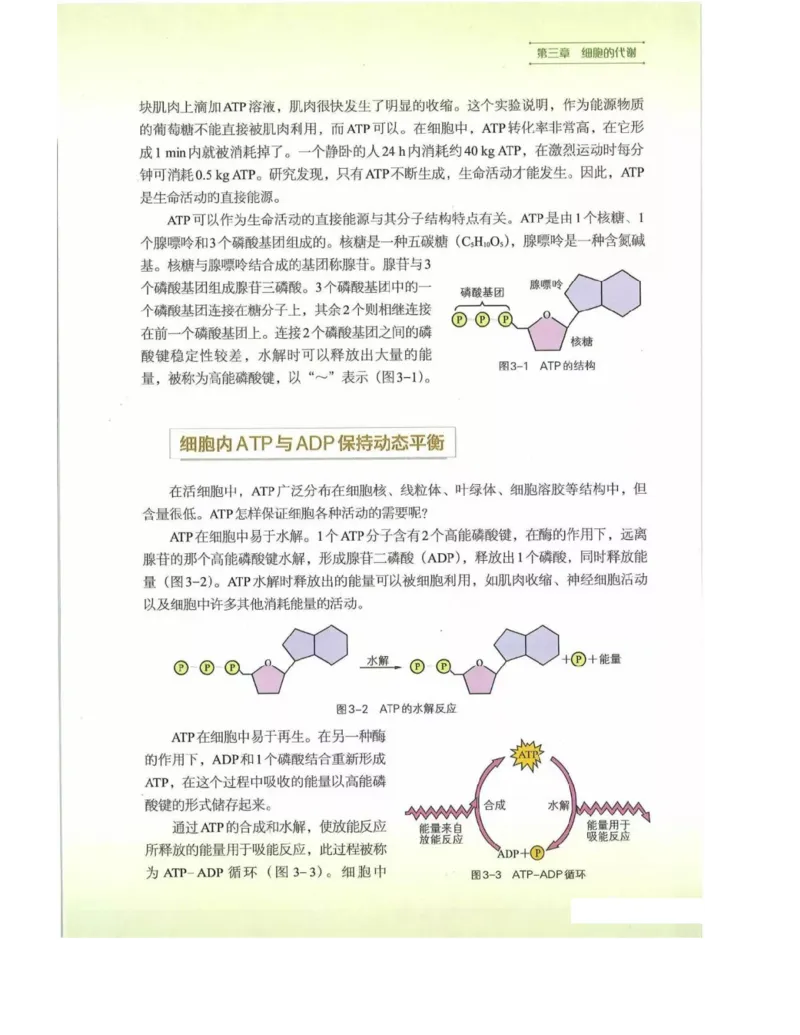 新浙科版高中生物必修1《分子与细胞》_高中电子课本_最新版高中全科高清电子课本_6高中生物课本_2019新人教版