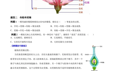必考点18开花和结果-（人教版）（原卷版）_初中全科电子版试卷练习试题_生物_生物人教版7上练习&mdash;24新版已更新_人教生物7年级上专项练习28份