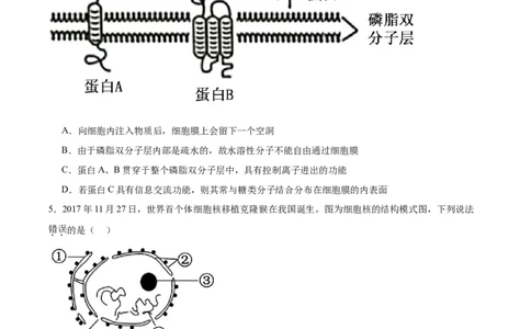 单元检测卷02细胞的结构、功能和物质运输（原卷版）_2025年新高考资料_一轮复习_2025年高考生物一轮复习考点通关卷（新高考通用）