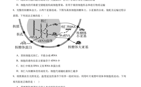 单元检测卷02细胞的结构、功能和物质运输（原卷版）_2025年新高考资料_一轮复习_2025年高考生物一轮复习考点通关卷（新高考通用）